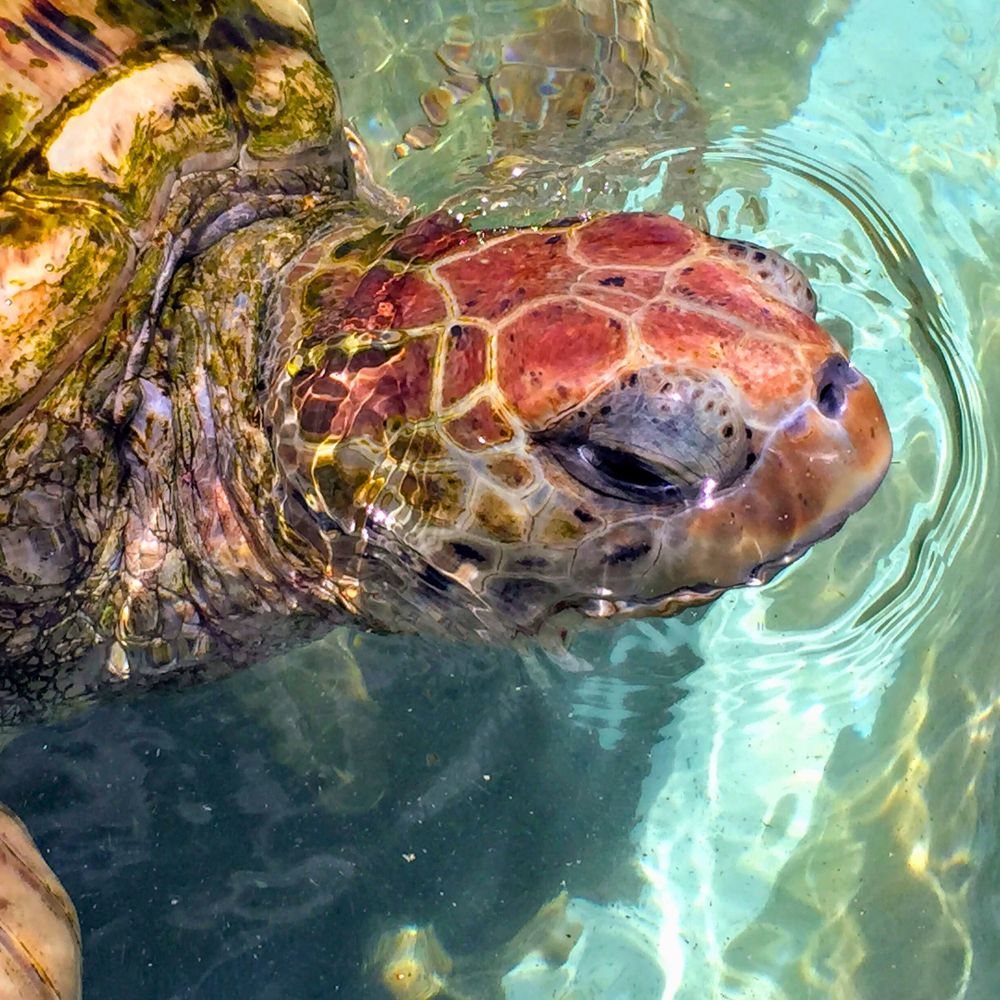 Cayman Turtle Centre