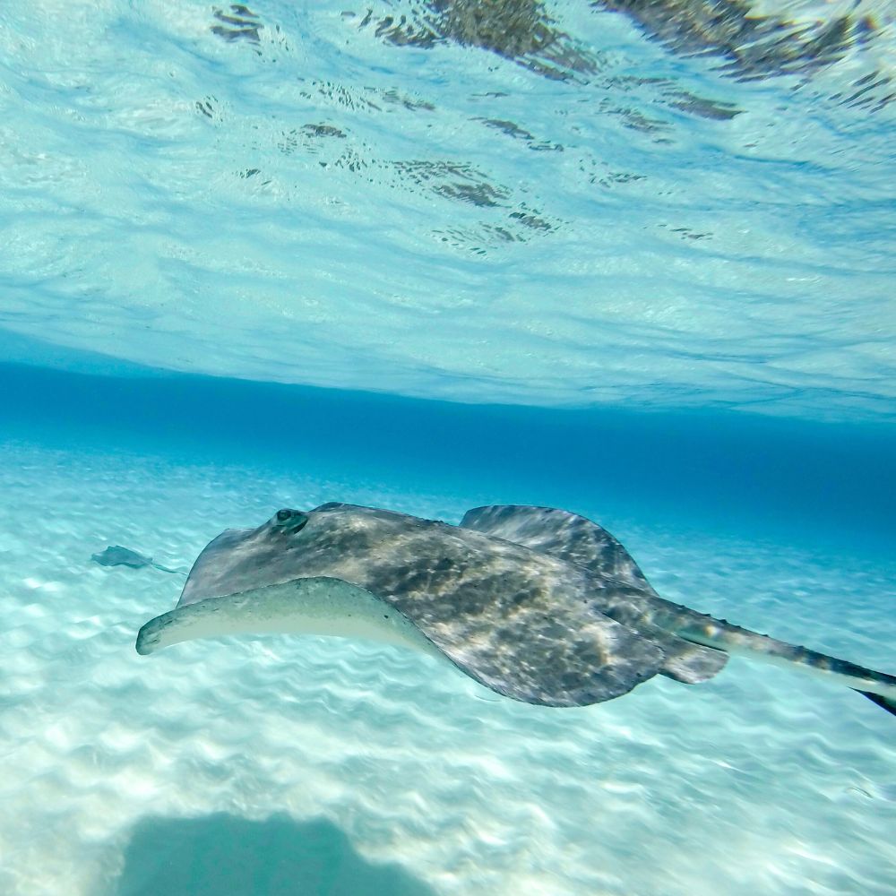 Stingray City